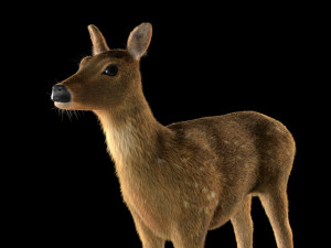 cheetal deer hair fur rigged low poly animal 3D Model