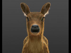 cheetal deer hair fur rigged low poly animal 3D Model