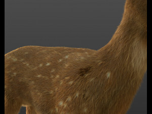 cheetal deer hair fur rigged low poly animal 3D Model