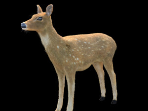 cheetal deer hair fur rigged low poly animal 3D Model