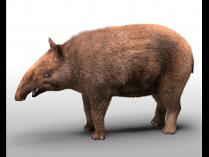 Asian Brown Tapir Hair Fur Rigged Low Poly Animal 3D Model