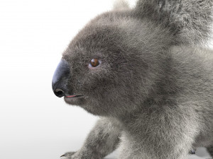 koala hair fur rigged low poly animal 3D Model