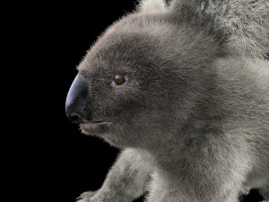 koala hair fur rigged low poly animal Modello 3D