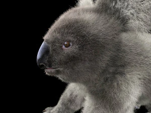 pelliccia di koala truccata animale low poly Modello 3D