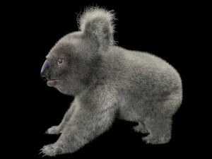 pelliccia di koala truccata animale low poly Modello 3D