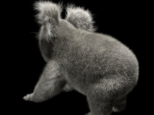 koala hair fur rigged low poly animal Modello 3D