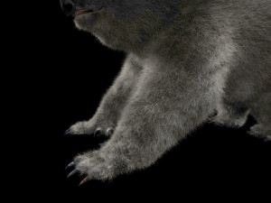 koala hair fur rigged low poly animal Modello 3D