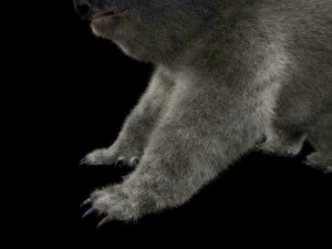 pelliccia di koala truccata animale low poly Modello 3D