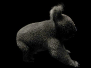 pelliccia di koala truccata animale low poly Modello 3D