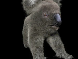 pelliccia di koala truccata animale low poly Modello 3D