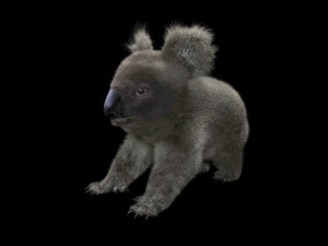 koala hair fur rigged low poly animal Modello 3D