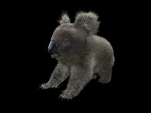 pelliccia di koala truccata animale low poly Modello 3D