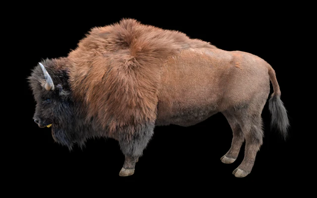 bison bull hair fur rigged low poly animal 3D Model .c4d .max .obj .3ds .fbx .stl .blend 