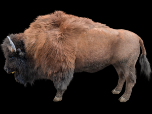 bison bull hair fur rigged low poly animal 3D Model