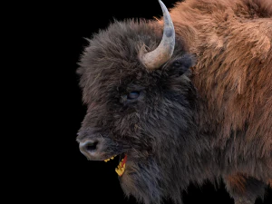bison bull hair fur rigged low poly animal 3D Model