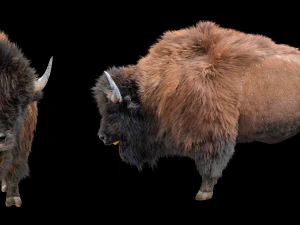 bison bull hair fur rigged low poly animal 3D Model