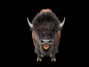 bison bull hair fur rigged low poly animal Modelo 3D