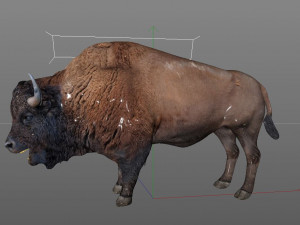 bison bull hair fur rigged low poly animal Modelo 3D