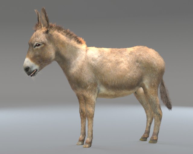 donkey pony hair fur rigged low poly animal 3D Модель .c4d .max .obj .3ds .fbx .stl .blend 