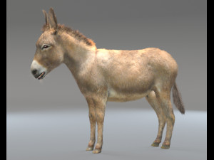 donkey pony hair fur rigged low poly animal 3D Model