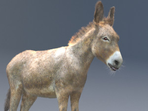 donkey pony hair fur rigged low poly animal 3D Модель