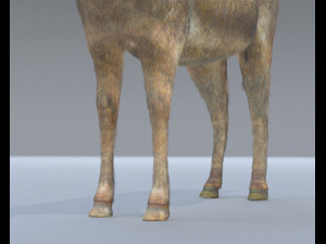 donkey pony hair fur rigged low poly animal 3D Модель