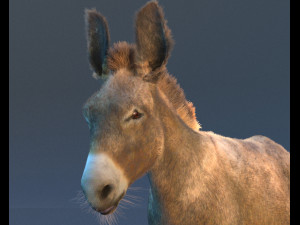 donkey pony hair fur rigged low poly animal 3D Модель