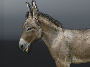 donkey pony hair fur rigged low poly animal 3D Модель