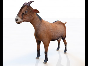 Brown Goat Rigged Animal Low Poly 3D Model