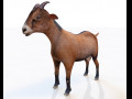 Brown Goat Rigged Animal Low Poly 3D Model