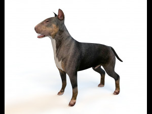 Black Bull Terrier Dog Rigged Animal Low Poly 3D-Modell