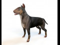 Black Bull Terrier Dog Rigged Animal Low Poly 3D-Modell