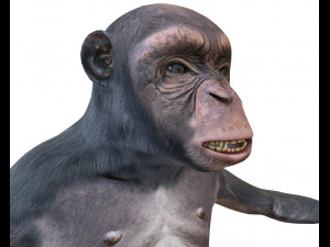 Chimpanzee Ape Rigged Animal Low Poly 3D Model