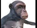 Chimpanzee Ape Rigged Animal Low Poly 3D Model