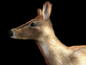 deer animal low poly 3D Model