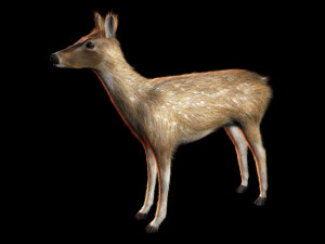 deer animal low poly Modelo 3D