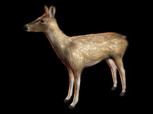 deer animal low poly 3D Model