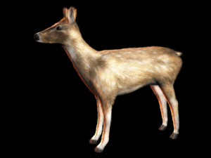 deer animal low poly Modelo 3D