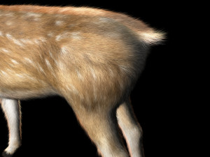 deer animal low poly Modelo 3D