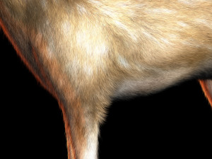 deer animal low poly Modelo 3D