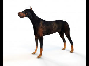 Black Doberman Dog Rigged Animal Low Poly 3D-Modell