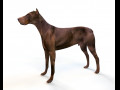Brown Doberman Dog Rigged Animal Low Poly 3D-Modell