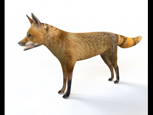 Red Fox Rigged Animal Low Poly 3D-Modell