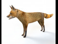 Red Fox Rigged Animal Low Poly 3D-Modell