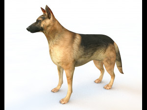 German Shepherd Dog Rigged Animal Low Poly 3D-Modell