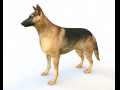 German Shepherd Dog Rigged Animal Low Poly 3D-Modell