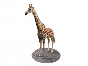 giraffe rigged animal low poly 3D Model