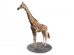 giraffe rigged animal low poly 3D Model