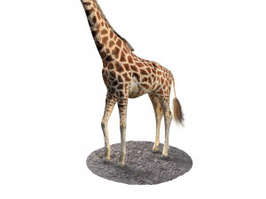 giraffe rigged animal low poly Modello 3D