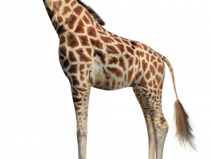 giraffe rigged animal low poly Modello 3D